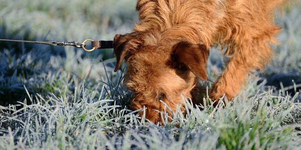 Adiestramiento canino, adiestrador de perros, entrenador, A Coruña