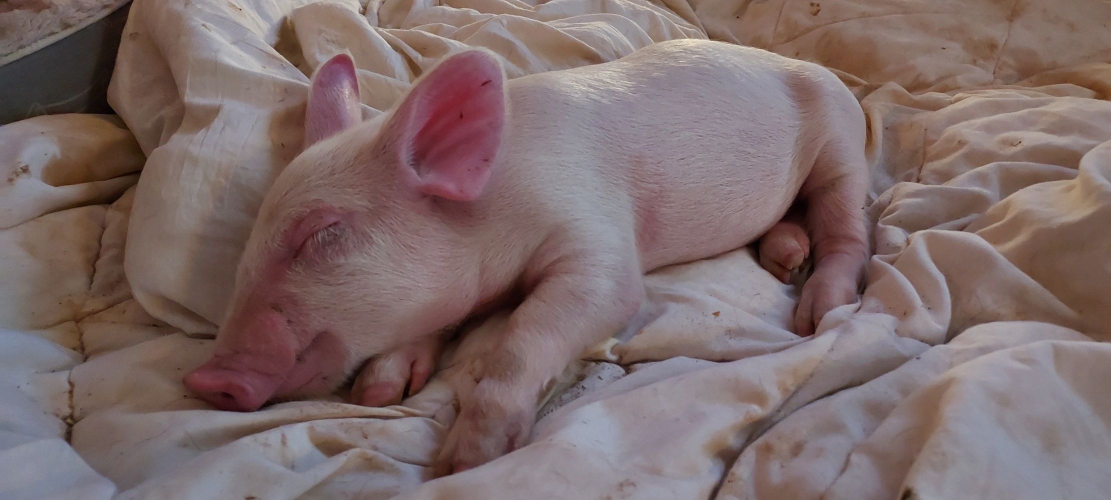 Fresh off the slaughter truck.... this little one will never know fear again