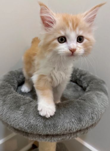 Red Maine coon