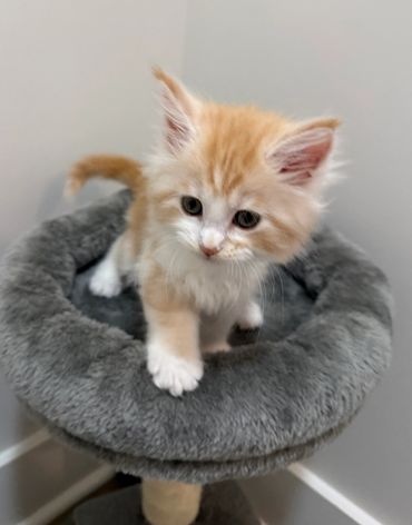 Red Maine coon kitten