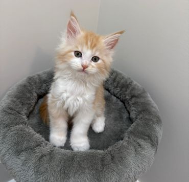 Red white Maine coon kitten