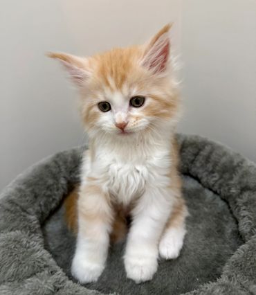 Red Maine coon kitten