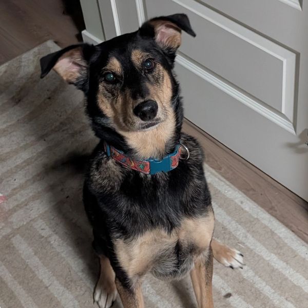 A black and tan dog sitting on a striped rug indoors.