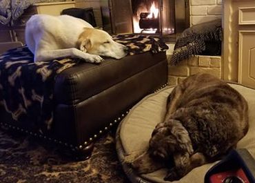 Tim and Cowboy relaxing after experiencing Love Bites