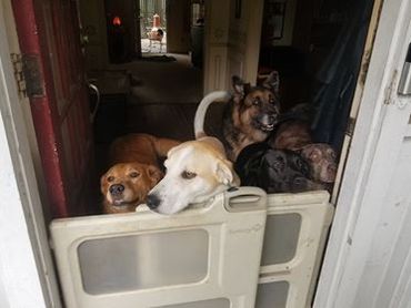 Our Pack loves it when the weather is cool enough to open the front door!