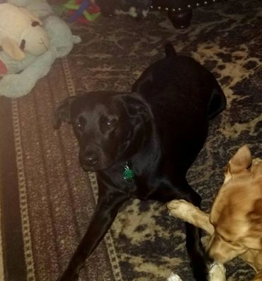 Sasha is Kedrin's Lab. She was rescued at about 6 weeks after her breeders' kennel was burnt down