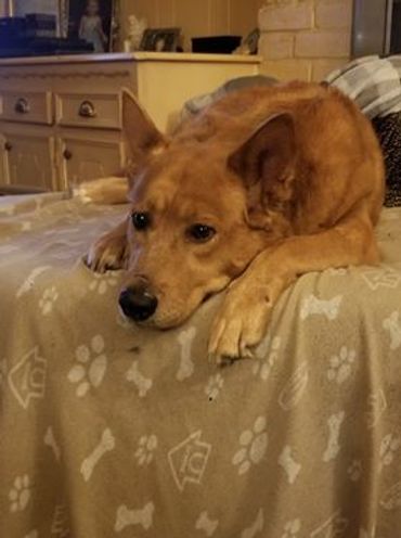 Shasta is our Setter/Husky mix. She was rescued by Candi as a puppy.