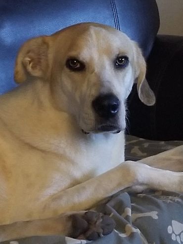 Terrified Timothy is a Pointer mix and the face behind the logo!