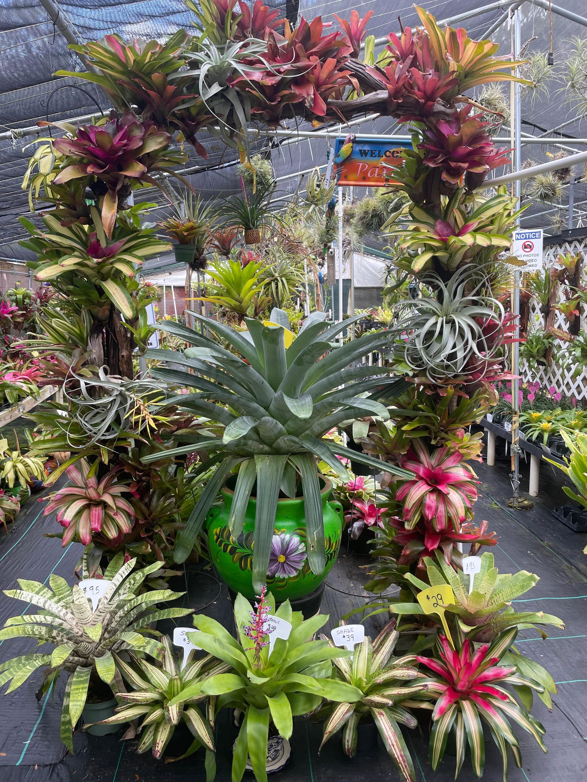 Explore Unique Tillandsia & Air Plants at Paradise Airplants