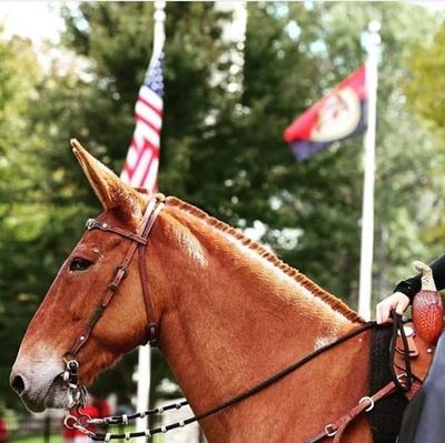 Close-up of a brown horse with braided mane and flags in the background.