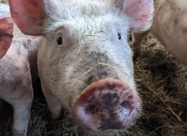 Coming soon - our new livestock pages with more information about our pigs and sheep