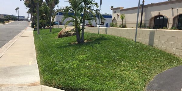 Green grassy area with palm trees between sidewalk and buildings.