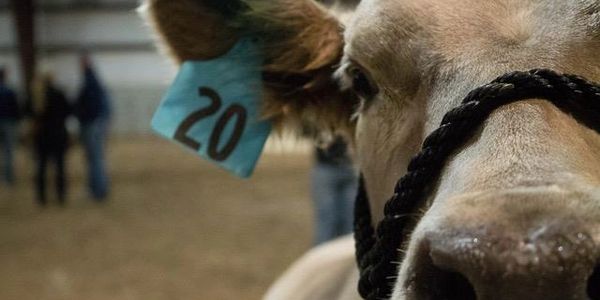 utah junior livestock steer