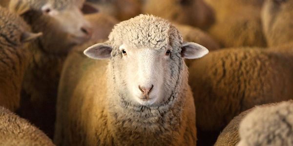 utah junior livestock sheep