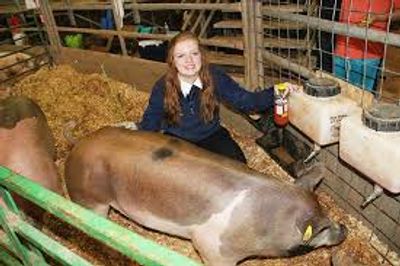 utah junior livetock FFA exhibitor