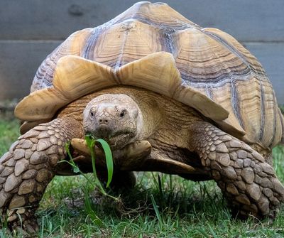 A tortoise eating grass outdoors.