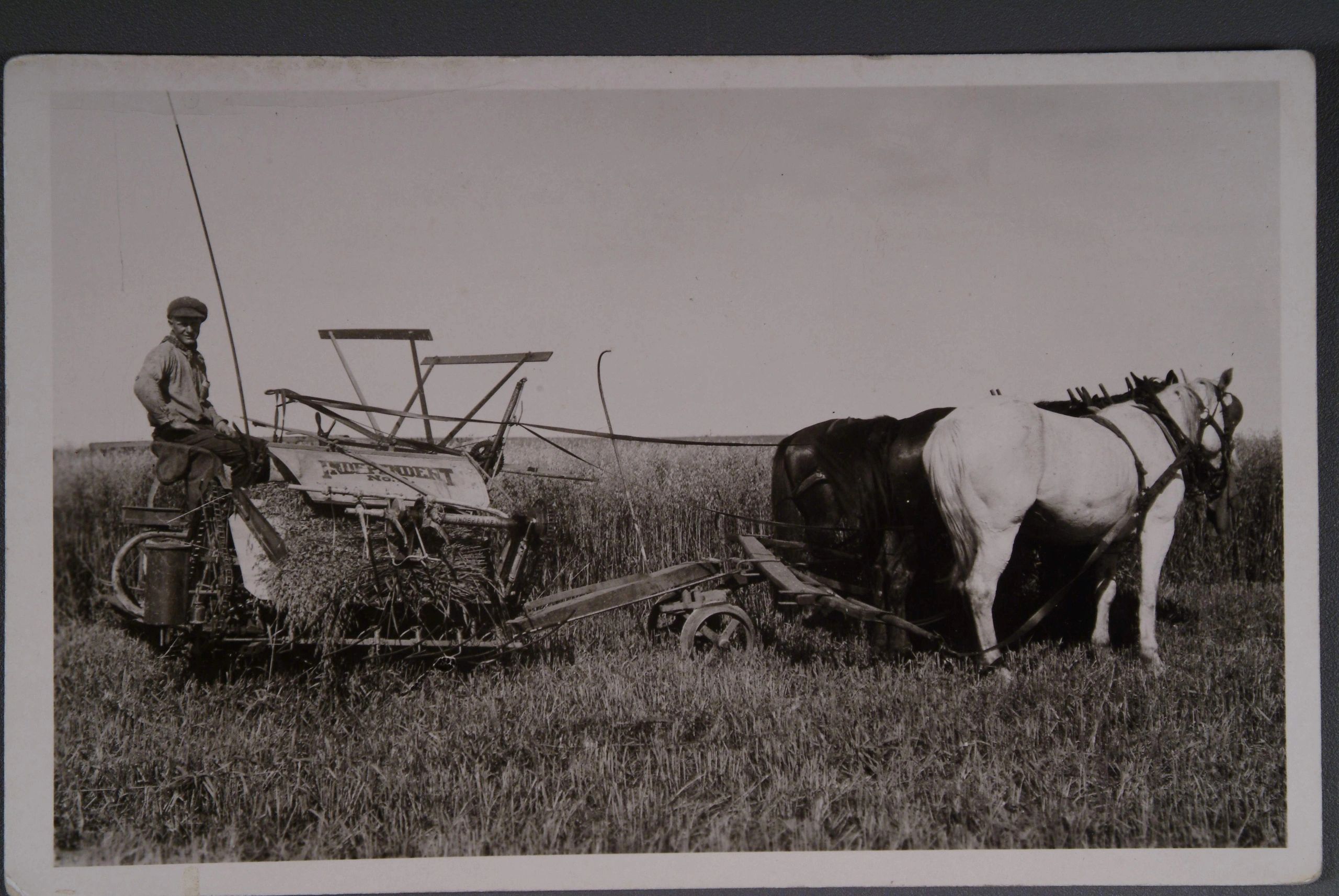 A farmer with his team of three horses, harvesting his crop.