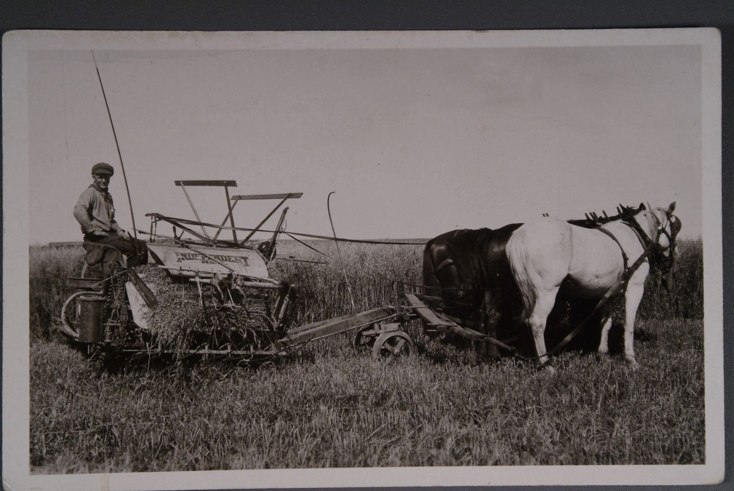 A farmer with his team of three horses, harvesting his crop. 