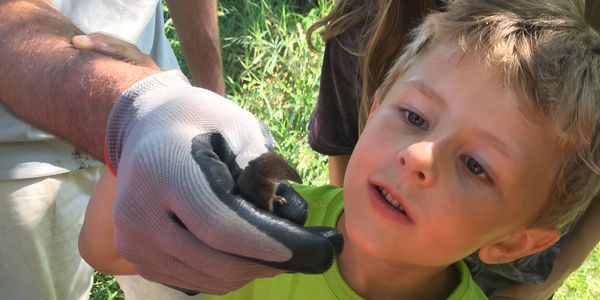 Nature Catholic, Laudato Si Project, stewardship, education