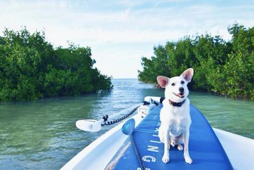 Paddleboarding Dog in Mangrove off Tarpon Belly