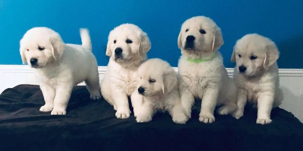 breeders upcoming litters with a picture of Golden Retriever puppies sitting on a table