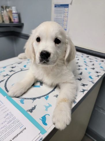 How to care for your puppy with Golden Retriever puppy laying on a table in the vets office