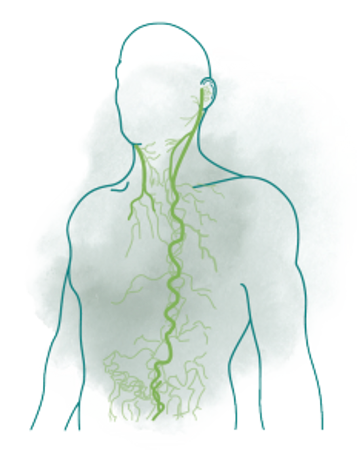 Vagus Nerve