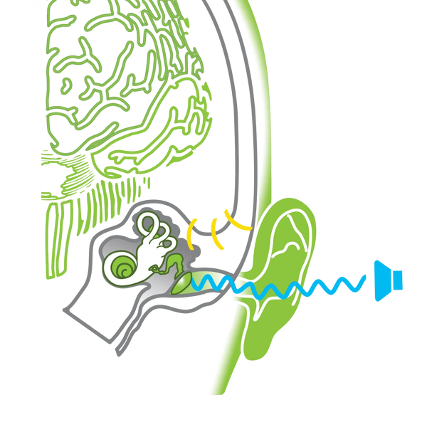 Middle ear muscles