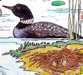 Mother Loon on nest Minne-Mural™ Coloring Art Poster from Kolling Cards and Things Made Here!  Your