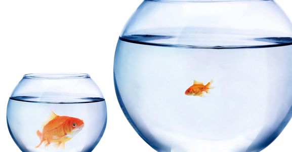 portuguese translator,best translator,layla mishra native portuguese translator ,native translator i