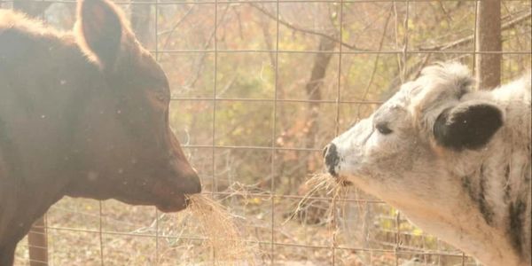 Mini cow Mini Mischief Ranch near Hutto TX Mini cow snuggles at care farm private visit near Austin