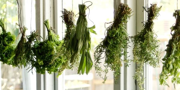 herbs tied upside down to dry