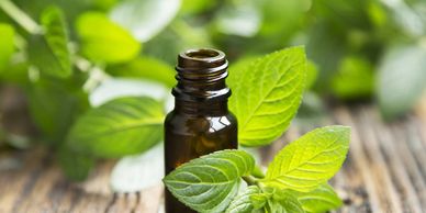 mint and bottle of mint oil on table