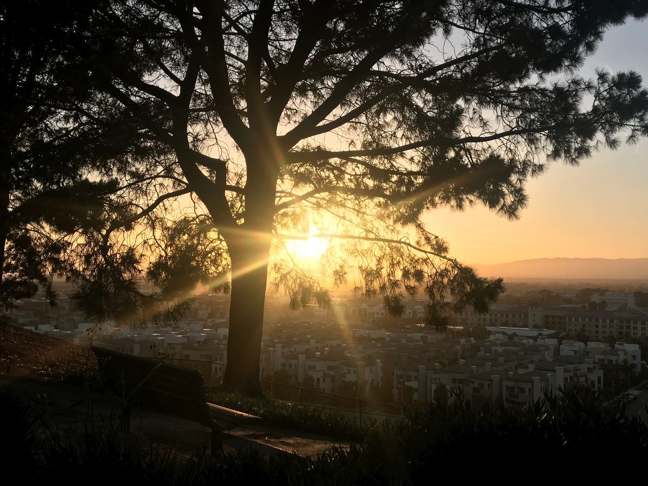 Sunset over Los Angeles, through tree branches.  Love Laughter Loss Home Page. Grief 