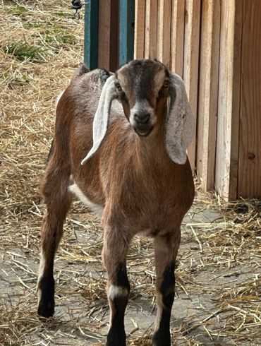 Young brown goat with long floppy ears standing near a wooden shed.