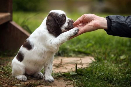 Dog giving the paw during puppy training at Hollybarn Dog Training Puppy Training and Behaviour.
