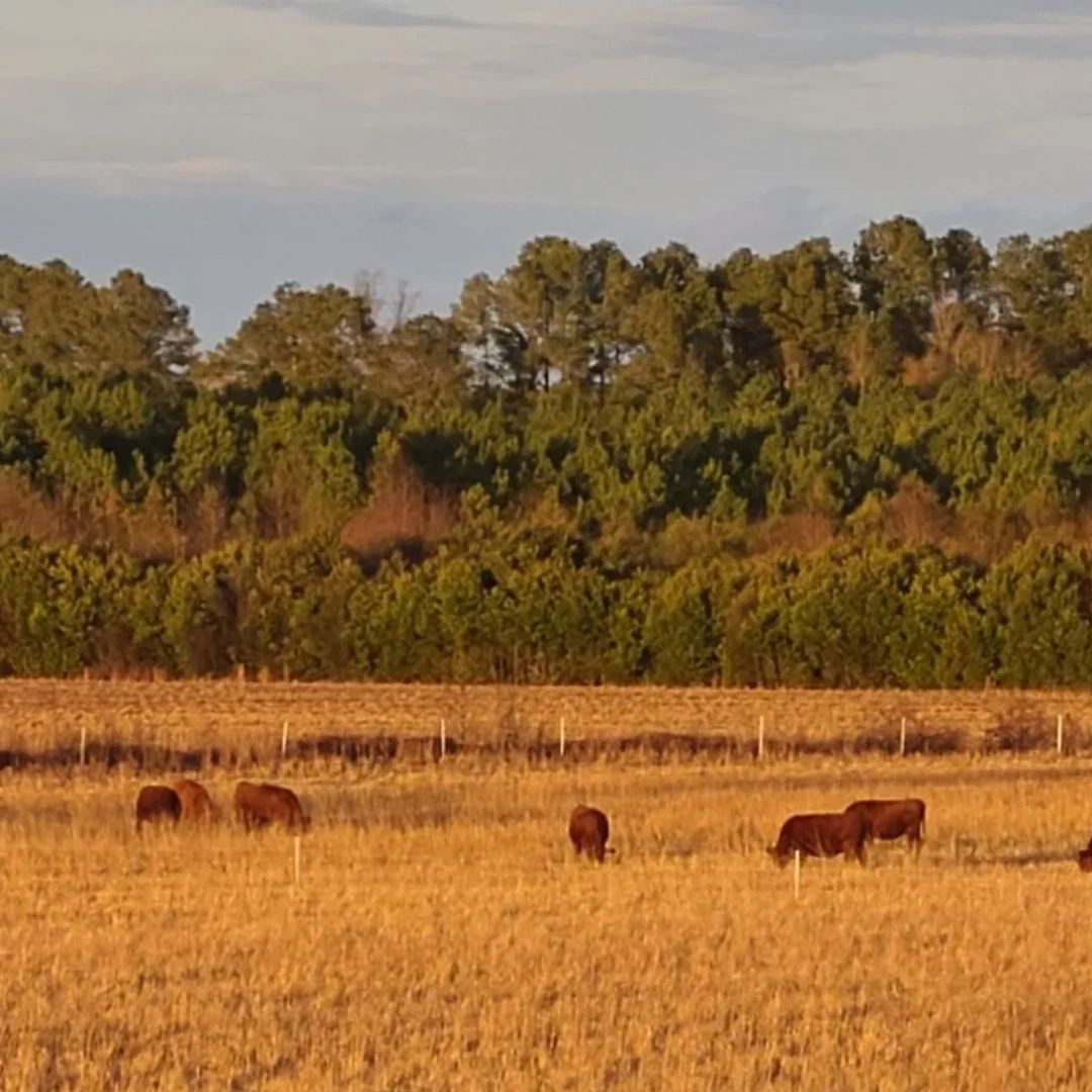 Cows grazing on a dry golden field with trees in the background.