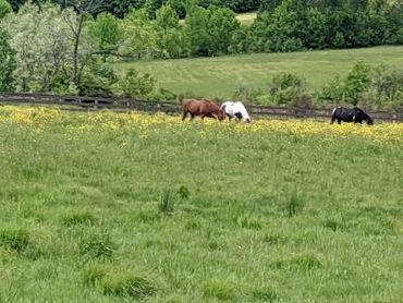 A day of grazing in the pastures at SonnyDaze Ranch