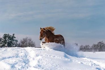 SonnyDaze Ranch Program Horse Rosie kicking it up in the snow