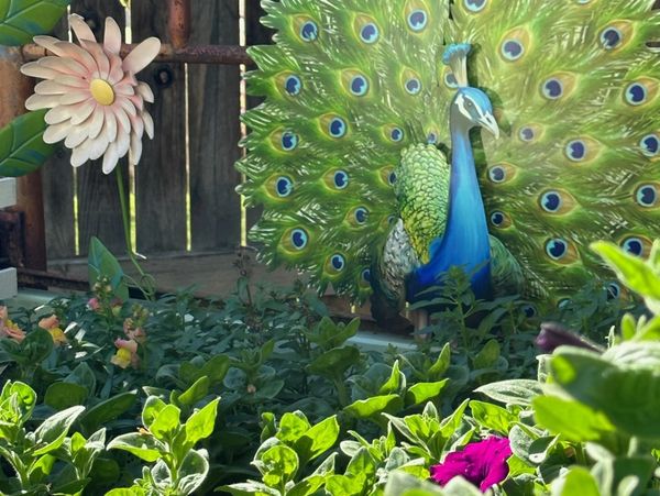 A colorful peacock statue with a large tail surrounded by green plants and flowers.