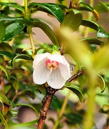 Close-up of a delicate white flower with pink accents surrounded by green leaves.