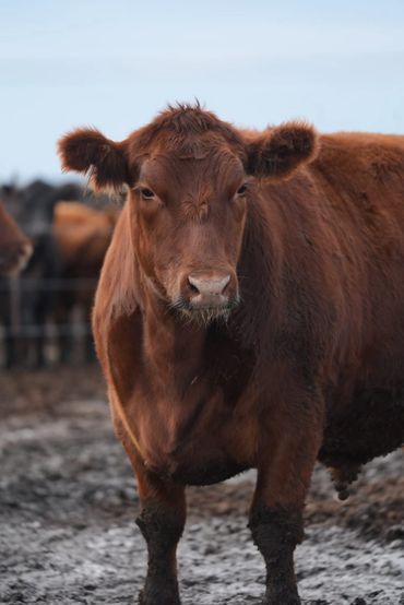 Close-up of a brown cow standing on muddy ground.