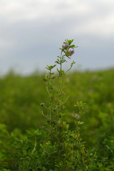 A green plant with small purple flowers against a blurred natural background.