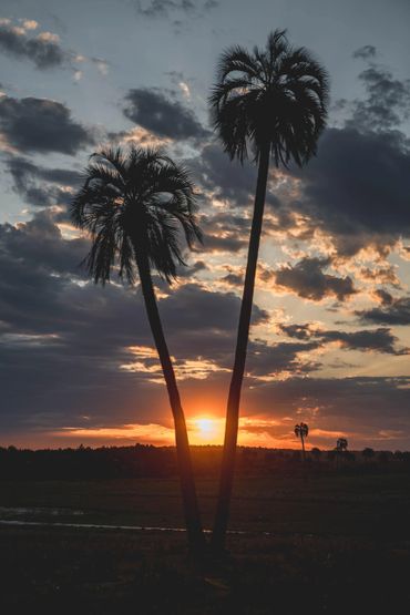 Sunset behind two palm trees with dramatic clouds in the sky.