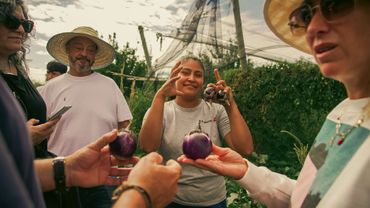 A group of people examining fresh eggplants in a garden under natural light.
