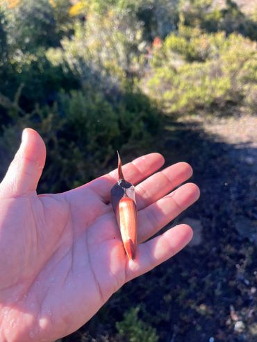 Hand holding a unique brown and orange seed pod outdoors.