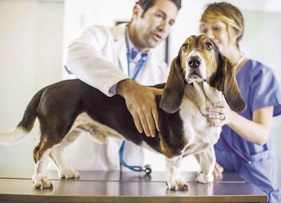 Veterinarian Insurance