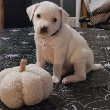 Male rare soils white $1700