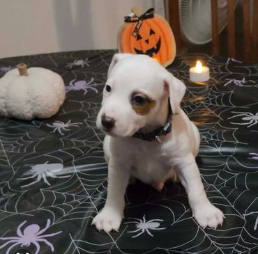 Male left brown eye $1400
