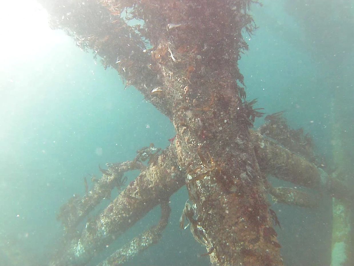 Underwater view of marine life-covered structure with sunlight filtering through water.